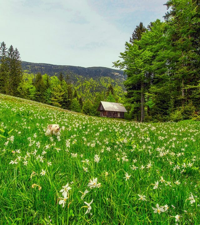landscape, scenic, meadow